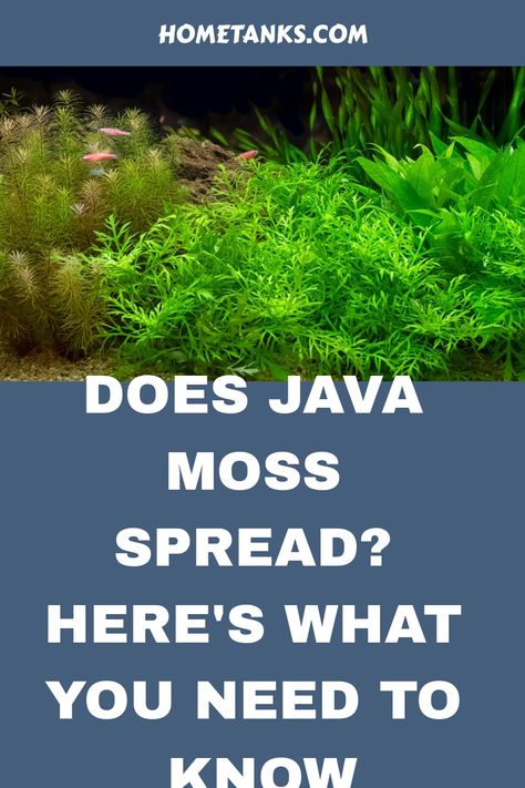 Java moss is a type of fern, and like all ferns, it spreads through contact with water. In this article, you will know about planting and growth of java moss. #javamoss #aquaticplant #aquariumplant Java Moss Aquarium, Java Fern, Java Moss, Types Of Ferns, Aquarium Maintenance, Moss Plant, Floating Plants, Plant Guide, Hiding Spots