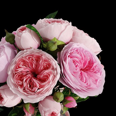 Juliet Rose Wallpaper, Juliet Rose Flower, Juliet Rose Bouquet, Juliet Flower, Pretty Flower Pictures, Roses Flower Arrangements, Juliette Rose, Juliet Garden Rose, Juliet Rose