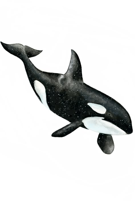 A majestic painting of an orca whale. Full body black and white. Orca Whale Illustration, Orca Whale Art, Orca Illustration, Orca Drawing, Orca Painting, Whale Watercolour, Sea Animal Art, Christmas Whale, Sea Life Painting