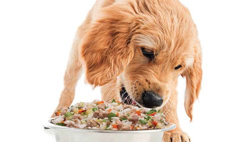 Pet owners are increasingly feeding diets that more closely resemble human food, incorporating human-grade meat and vegetable ingredients that pass USDA quality inspections. Until now, little research had been done on these foods. A new study from the University of Illinois shows these diets are not only highly palatable, they are more digestible than originally estimated. فاصوليا خضراء, Human Grade Dog Food, Human Food For Dogs, Dog Psychology, Teacup Chihuahua Puppies, Boston Terrier Funny, Akita Puppies, Pet Services, Food For Dogs