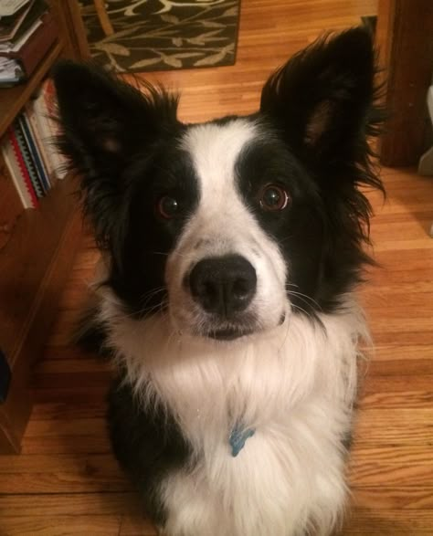 Dog Poetry, Border Collie Dog, Pretty Dogs, Dream Dog, Silly Dogs, Pretty Animals, Collie Dog, Border Collies, Silly Animals