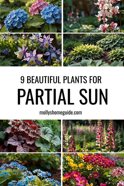 Best Perrenials For Partial Shade, Front Yard Landscaping Partial Sun, Sun Planting Scheme, Low Sun Plants Outdoor, Plants For Part Sun And Shade, Partial Sun Flower Bed Design, Part Sun Part Shade Container Plants, Partial Sun Container Plants, Shade Loving Flowers Perennials