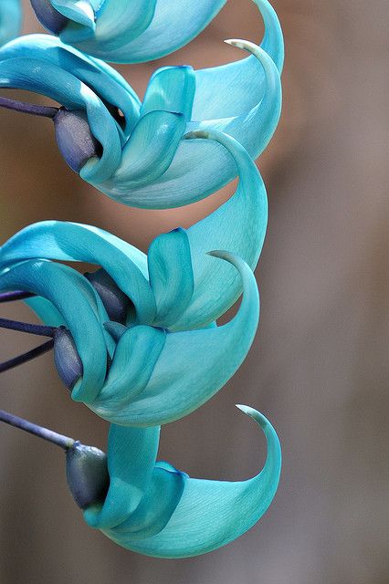 Charm Is Deceptive, Jade Vine, Beauty Is Fleeting, Proverbs 31 30, Vine Trellis, Flower Close Up, Flowers In Vase, Flowers Colorful, Blue Jade