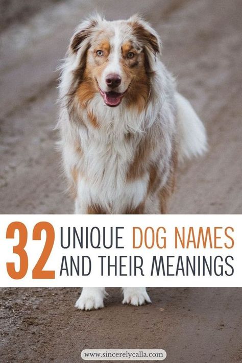 Cool Dog Names Boys, Boy Puppy Names Unique, Puppy Girl Names, Puppy Names Unique, Boy Puppy Names, Pet Names For Dogs, Dogs Names List, Black Dog Names