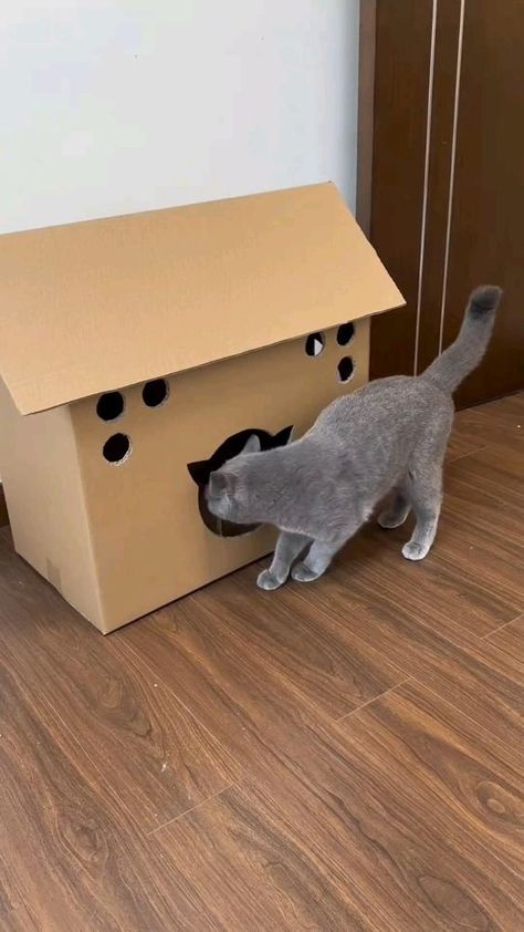 Favorite box Cat Condo Diy, Cat House Diy Cardboard, Diy Cat House, Diy Cat Bed, Cardboard Cat House, Homemade Cat Toys, Cat House Diy, Diy Cat Toys, Cats Diy Projects