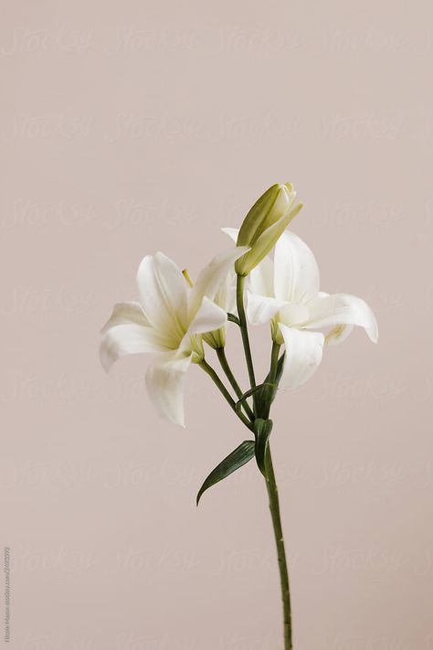 Lilies White, Sustainable Flowers, Flower Farmer, Front Wall, Plant Aesthetic, Mothers Day Flowers, Pink Wall, White Lilies, Pink Walls