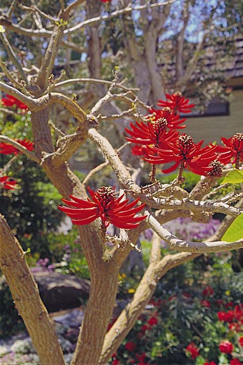 African coastal coral tree (Erythrina caffra) blooms with spectacular clusters of tubular red flowers from winter until early spring in desert climates. Copyright ©2000 by Dolezal & Associates. All Rights Reserved. grownbyyou.com Desert Trees, Coral Tree, Drought Resistant, Ideas Casa, Southern Africa, Spring Blooms, Garden Layout, Growing Tree, Trees And Shrubs