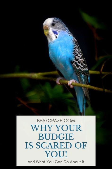 Why Your Budgie Is Scared Of You (And What Will Help) Parakeet Cage Ideas Budgies, Budgie Training, Budgie Cage Ideas, Parakeet Cage Ideas, Parakeet Talking, Parakeet Names, Pet Parakeet, Parakeet Colors, Parakeet Art