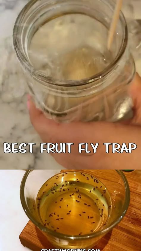 Best DIY Fruit Fly Trap - how to kill fruit flies fast and easy in the kitchen! Ingredients step by step how to catch fruit flies flying around. They are so annoying! Homemade trap directions. #diy #fruitfly #flytrap #diybugremedies #homemade #craftymorning How To Trap Fruit Flies, Kill Fruit Flies Fast, How To Catch Fruit Flies In The House, Fly Traps Homemade Diy, Fly Trap Homemade, How To Catch Flies, Fruit Fly Repellent, Best Fruit Fly Trap, Kill Fruit Flies