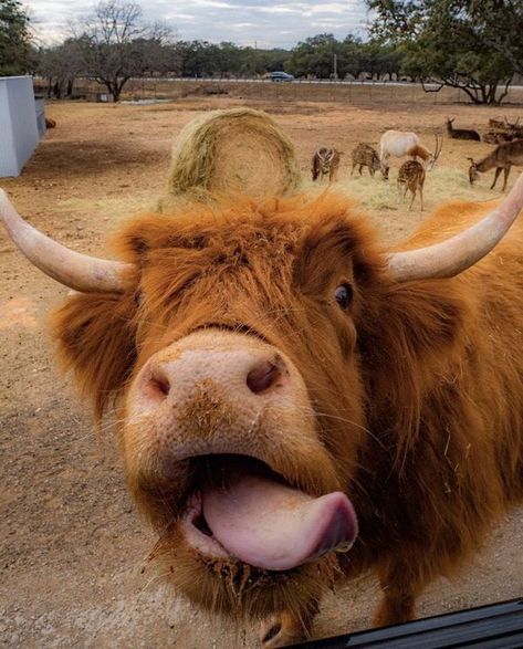 Highland Cow Pictures, Mini Cows, Longhorn Cow, Cutee Animals, Make Funny Faces, Fluffy Cows, Cow Pictures, Cute Goats