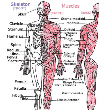 We made up rhymes to help me memorize all the bones and muscles in the body when I was four. Muscoskeletal System, Skeleton Muscles, Muscle Diagram, Human Body Unit, Skeletal System, Muscular System, Human Body Systems, Memorization, Muscle Body