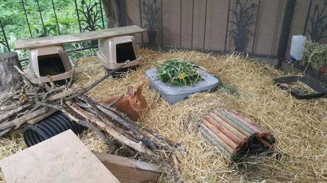 Are you thinking about raising rabbits? Colony raising rabbits is easy and affordable, it is the best way to get amazing results from your meat rabbits. Rabbit Colony, Breeding Rabbits, Raising Rabbits For Meat, Rabbit Hide, Rabbit Enclosure, Rabbit Habitat, Puppy Pens, Pee Smell, Young Rabbit