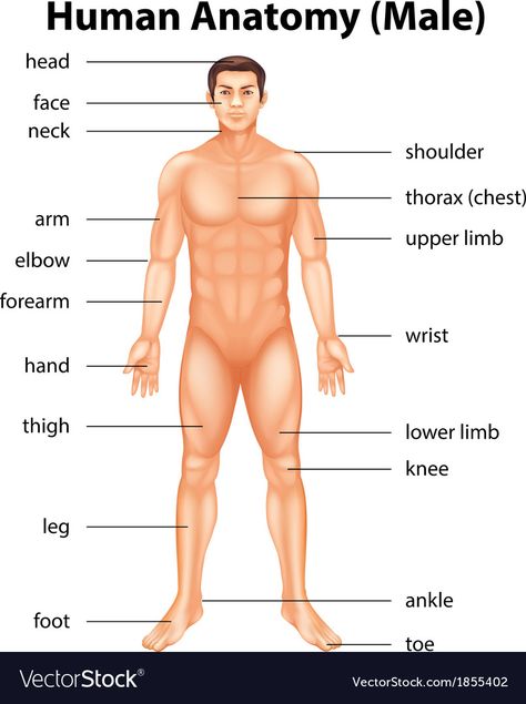 Human Body Name, Body Anatomy Organs, Man Body Parts, Human Body Structure, Body Name, Anatomy Organs, Human Body Organs, Body Part Drawing, Body Diagram