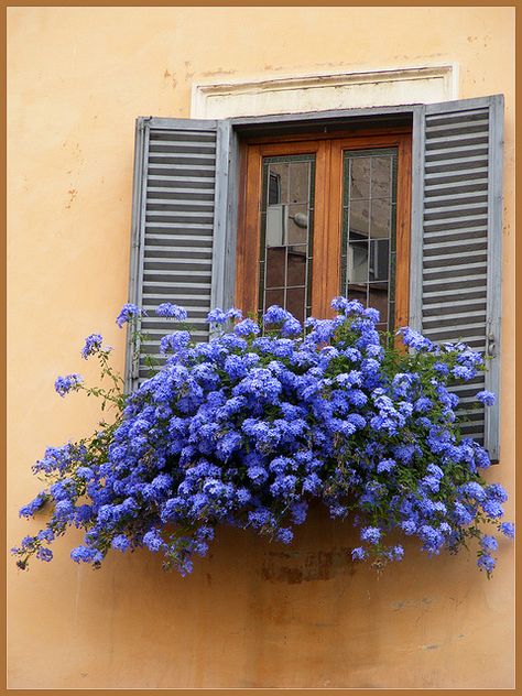 Exterior Shutter Colors, Window Box Garden, Shutter Colors, Mini Watercolor, Mediterranean Luxury, Balcony Flowers, Window Box Flowers, Window Planters, Flower Window