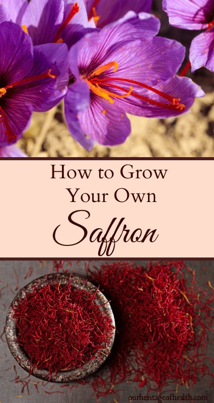 Growing Saffron, Crocus Flower, Home Vegetable Garden, Food Garden, Growing Herbs, Veggie Garden, Growing Food, Edible Garden, Farm Gardens