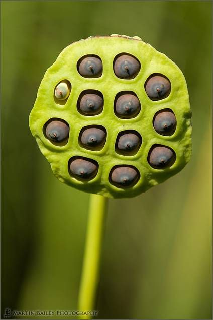 Lotus Seed Pod by Martin Bailey, via Flickr (Martin Bailey, 2011) Creepy Flowers, Lotus Seed Pod, Lotus Flower Seeds, Botanical Inspiration, Lotus Seeds, Sacred Garden, Lotus Pods, Lotus Seed, Weird Plants