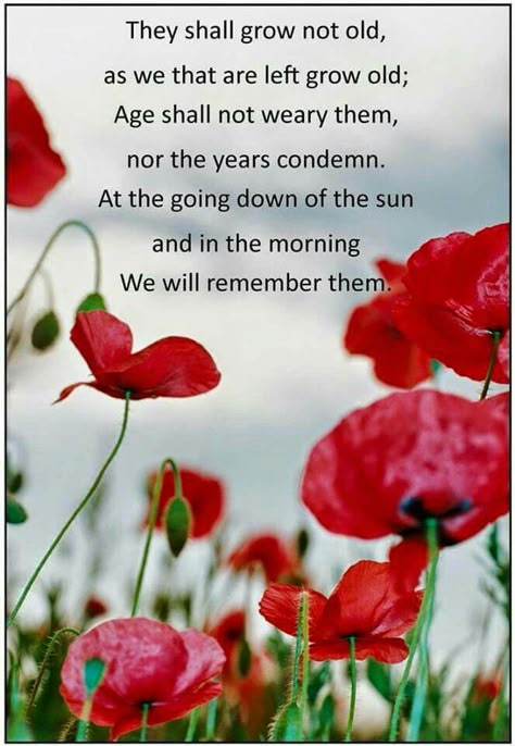 We will remember them Anzac Day Quotes, Rememberence Day, Remembrance Day Poems, Anzac Day Activities, Remembrance Day Pictures, Remembrance Day Quotes, Remembrance Day Activities, Poppy Day, Anzac Day Australia