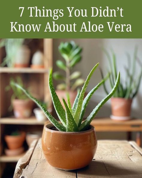 Full guide in first comment - Garden Daily Ideas Propagate Aloe Vera, Aloe Plant Care, Aloe Vera Care, Tips For Growing Tomatoes, Terracotta Plant Pots, Types Of Succulents, Aloe Plant, Aloe Vera Plant, Smart Garden