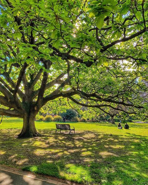 Fitzroy Gardens Melbourne, Melbourne Nature, Tudor Village, Melbourne Summer, 2025 Prayer, Summer Moodboard, Melbourne Travel, Fairy Bread, Shady Tree