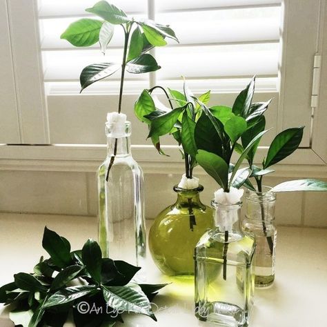 Gardenia Propagation, Gardenia Care, Gardenia Trees, Growing Gardenias, Gardenia Bush, Water Vase, Gardenia Plant, Friday Flowers, Growing Grass