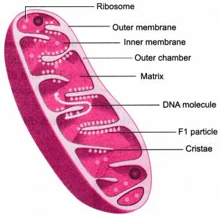 The Fundamental Unit of Life Class 9 Extra Questions Science Chapter 5 - Learn CBSE  #ExtraQuestionsforClass9ScienceChapter6 #Class9ScienceNotes The Fundamental Unit Of Life, What Is Cell, Nuclear Membrane, Prokaryotic Cell, Ncert Books, Cell Organelles, Good Foundation, Plasma Membrane, Dna Molecule