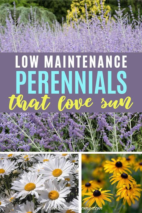 GREAT list of full sun perennials that are easy to care for and low maintenance plants. Perfect for the lazy gardener (like me!) who doesn't want to spend all summer landscaping the garden border. Click through to find out what they are.  #fromhousetohome #perennials #gardeningtips #gardenideas  #lowmaintenancegarden #sunperennials Full Sun Perennials Low Maintenance, Low Maintenance Perennials, Perennials Low Maintenance, Flower Bed Decor, Full Sun Garden, Full Sun Perennials, Easy Plants To Grow, Full Sun Plants, Sun Perennials