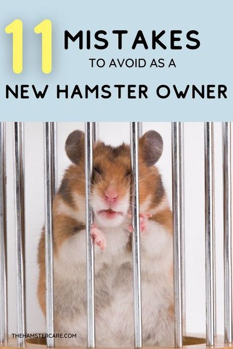 Hamster Bedding Diy, Best Hamster Cage Ideas, Hamster Home Ideas, Robo Hamster Cage Ideas, Home Made Hamster Cage, Hamster Home Diy, Syrian Hamster Cage Ideas, Hamster Habitat Ideas, How To Take Care Of A Hamster