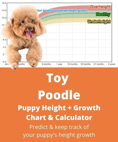 Estimate the adult height of your Toy Poodle puppy using our simple and free Toy Poodle puppy height calculator! Find out more at TheGoodyPet.com! Poodle Quotes, Toy Poodle Size, Puppy Growth Chart, Poodle Cute, Miniature Poodle Puppy, Toy Poodle Puppy, Puppy Stages, Cute Poodle, Dog Dna Test