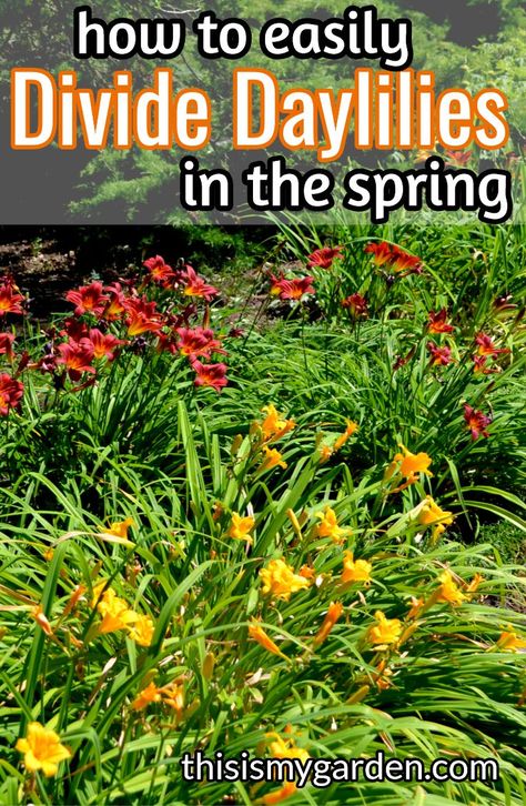 How To Divide Plants, Splitting Day Lillies, Day Lilies Landscaping, Dividing Plants, Day Lilies Care, Bulbs In Pots, Lilly Plants, Nail Designs Flower, Growing Lilies