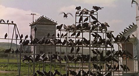 Alfred Hitchcock's The Birds (1963) Birds Hitchcock, The Birds Hitchcock, The Birds Movie, Alfred Hitchcock The Birds, Hitchcock Film, Michael Bay, Terra Nova, Film Horror, Entertainment Weekly