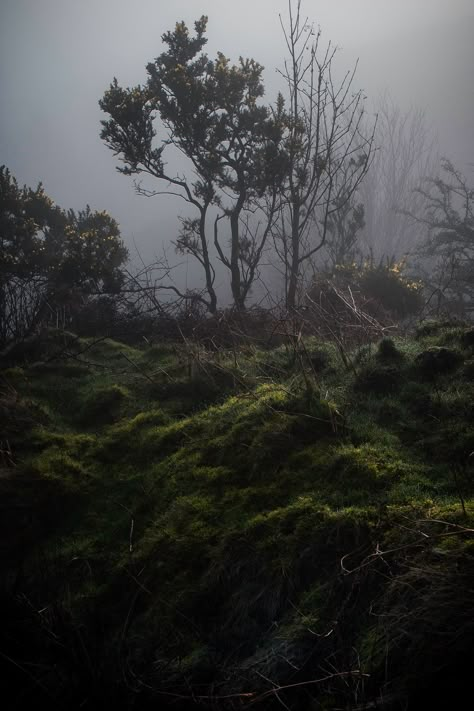 Moody Nature, Dark Naturalism, Dark Forest Aesthetic, The Moors, Morning Mist, Wuthering Heights, Jane Eyre, Dark Forest, Nature Aesthetic