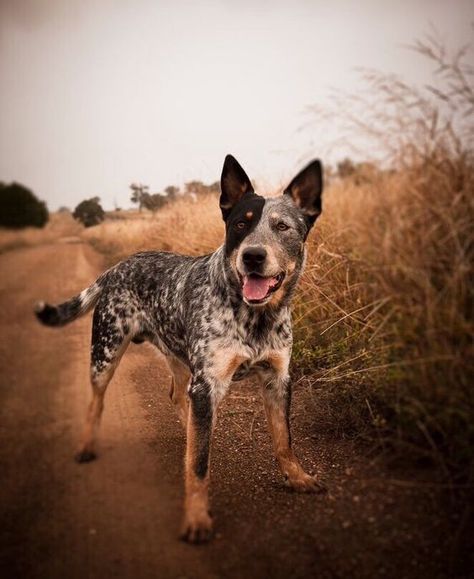 Australian Cattle Dog Puppy, Cattle Dog Puppy, Aussie Cattle Dog, Austrailian Cattle Dog, Smartest Dog Breeds, Blue Heeler Dogs, Dog White, Australian Cattle Dogs, Australian Cattle Dog Blue Heeler