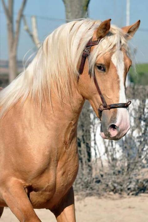 Cavalo Palomino, Amazing Horses, Majestic Horses, Horse Pics, Fierce Animals, Horse Coats, Golden Horse, Palomino Horse, Kingdom Animalia