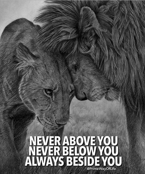 Lioness Quotes, Love Feeling Images, Lion Couple, Lion Quotes, Tag Your Love, Lion Photography, Lion Love, Lion And Lioness, Lion Wallpaper