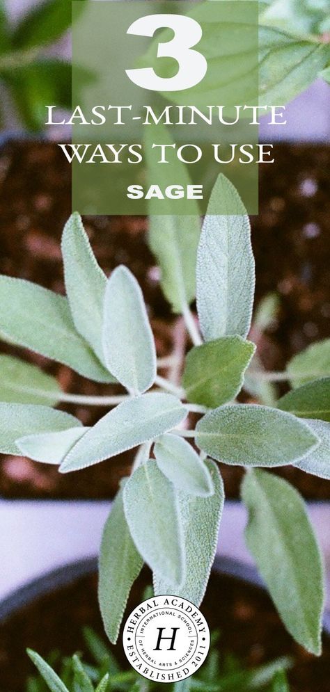 Fresh Sage Uses, What To Do With Sage, Clary Sage Uses, Backyard Herbs, Herbalist Apothecary, Cottage Apothecary, Medicinal Gardening, Sage Uses, Herbs Recipes