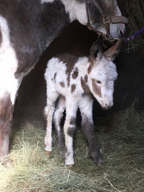 little newborn, Esperanza Minature Donkey, Donkey Pics, Goat Pics, Baby Donkeys, Mini Donkeys, Miniature Donkeys, Livestock Barn, Baby Donkey, Mini Donkey