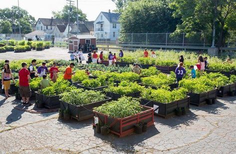 Urban Ecology, Tactical Urbanism, Community Gardens, Urban Gardens, Urban Agriculture, Garden Farm, Urban Farm, Garden Types, Garden Idea