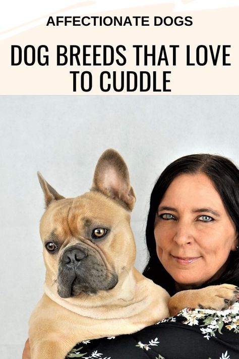 These dog breeds that love to cuddle will be happy to enjoy it anytime, anywhere. Now, you might assume the list is full of small dog breeds. Or the toy breeds as we call them usually. But that is not always the case. There are also large dog breeds that cannot get enough affection Toy Dogs Breeds, Small Dog Breeds Chart, Rip Mom Tattoo, Tattoo Ideas For Daughter, Sleeve Tattoo Black Women, Female Sleeve Tattoo Black Women, Dog Breeds For Families, Aggrogoth Tattoo, Dog Breeds Chart