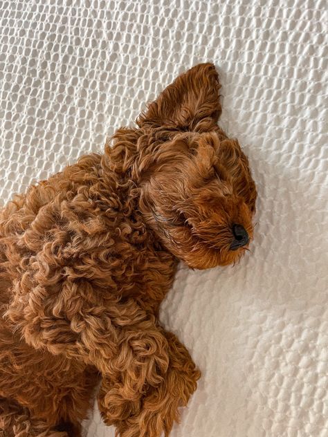 Red Goldendoodle Puppy, Mini Goldendoodle Aesthetic, Mini Red Goldendoodle, Red Mini Goldendoodle Puppy, Red Goldendoodle, Goldendoodle Red, F1 Mini Goldendoodle, F1bb Goldendoodle Mini, Sleepy Puppy