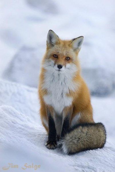 Fox, sitting pretty. Volpe Artica, Fuchs Baby, Fox Sitting, Regnul Animal, What Does The Fox Say, Pet Fox, Mr Fox, Wild Dogs, Cute Fox