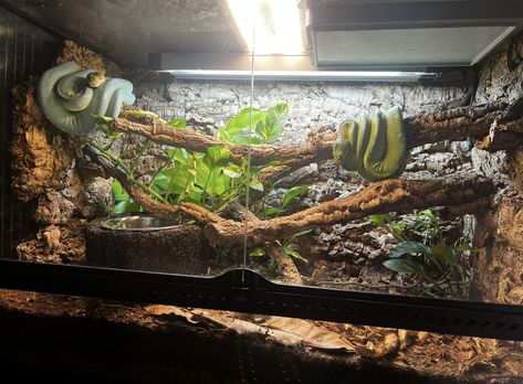 Bioactive Snake Tank, Snake Terrarium Decor, Custom Snake Enclosures, Diy Snake Terrarium, Snake Inclosers, Bioactive Vivarium Ball Python, Ball Phyton Enclosure, Amazon Tree Boa Enclosure, Bioactive Corn Snake Enclosure