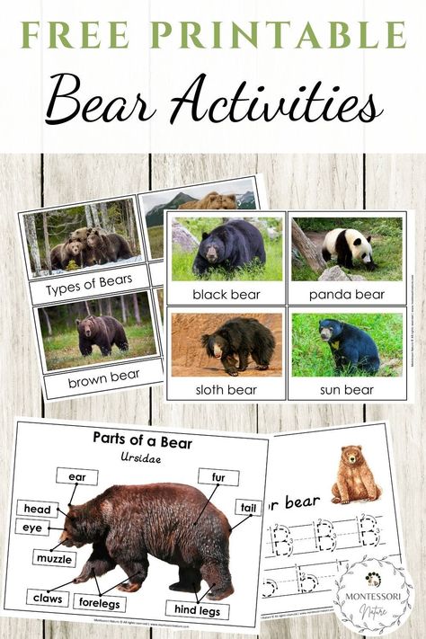 Parts of a Bear and Types of Bear printable cards that are perfect for a Montessori classroom.#preschool #Montessori #printable #free Fat Bear Week Craft, Bear Ideas For Preschool, Bear Lessons For Kindergarten, Bear Science Preschool, Bear Unit Kindergarten, Fat Bear Week, Preschool Letter A Activities, Ish Activities, Hibernation Preschool Theme