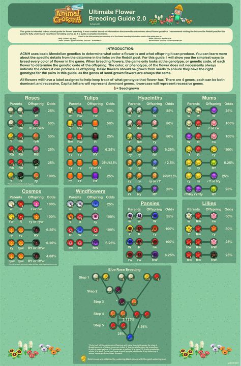 Animal Crossing New Horizons flower breeding guide from u/B19F00T on r/ac_newhorizons Acnh Swamp, Acnh Flowers, Animal Breeding, Ac New Leaf, Animal Crossing Guide, Rose Seeds, Acnh Ideas, Flower Guide, Acnh Inspo