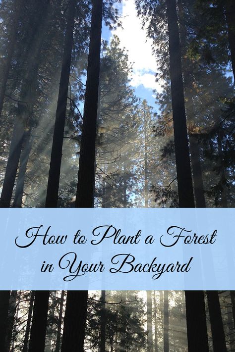 Planting A Forest, Backyard Forest, Forest Landscape Design, Backyard Forest Landscape, Backyard Woods Landscaping, Forest Landscaping, Wooded Backyard Ideas, Backyard Wooded Landscaping, Woods Backyard Ideas