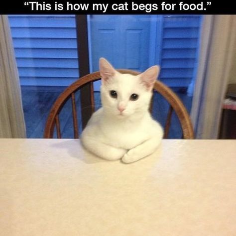 This Cat Doesn't Beg, He Negotiates Cat Club, Funny Cat Memes, Here Kitty Kitty, Funny Animal Memes, Cat Sitting, Funny Cat Videos, I Love Cats, Kitty Kitty, Animal Quotes