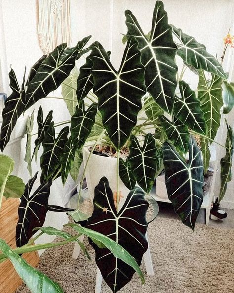 Alocasia Frydek Plant, alocasia, Alocasia Frydek Variegata, alocasia lovers, Alocasia Dragon Scale, Alocasia Amazonica Polly Variegated, Alocasia Collection Home Plants Aesthetic, Dragon Scale Alocasia, Alocasia Dragon Scale, Variegated Alocasia, Alocasia Frydek, Plant Study, Plants Aesthetic, The Call Of The Wild, Living Room Plants