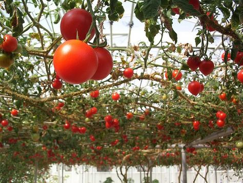 Tomatoes growing on an overhead trellis (arbor). Interesting idea! Overhead Trellis, Tomatoes Growing, Tomato Trellis, Growing Tomato Plants, Spring Gardening, Urban Farm, Garden Veggies, Landscape Garden, Tomato Garden