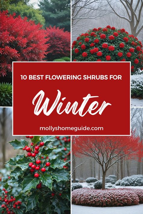 Discover the best shrubs for winter that will keep your garden vibrant all year long. From evergreen plants for year-round color to low maintenance shrubs perfect for shade, these winter garden plants offer beauty and interest even in the coldest months. Enhance your curb appeal with stylish winter flowers and create a no-care landscape with these top picks. Add a touch of green to your outdoor space with these shrubs for winter interest that are perfect for any garden style. Winter Garden Landscape Design, Zone 4 Winter Garden, Winter Front Yard Landscaping, Fast Growing Evergreen Shrubs, Garden Winter Ideas, Winter Landscape Design, Winter Planting Ideas, Winter Interest Plants, Winter Blooming Plants