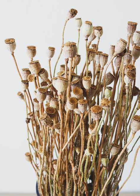 Dried Poppy, Diy Rustic Wedding, Expensive Flowers, Poppy Pods, Dried Plants, Rustic Wedding Bouquet, Unique Wedding Flowers, Rustic Wedding Diy, Dried Florals