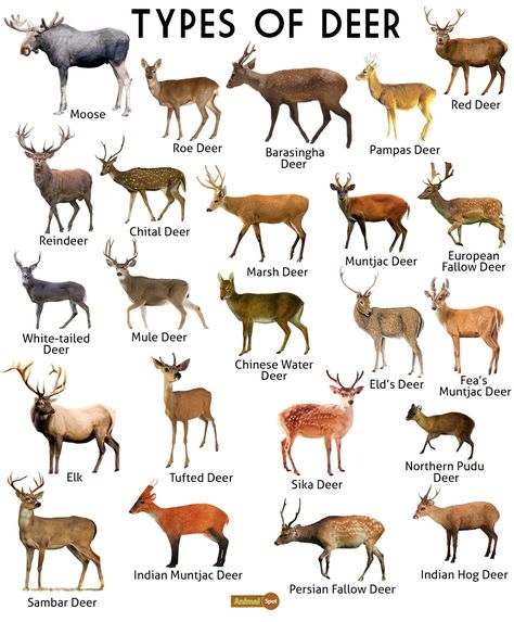 Deer Facts, Types, Diet, Reproduction, Classification, Pictures Deer Species Chart, Types Of Deer Chart, Deer Types, Types Of Antlers, Deer Facts, Therian Types, Animal Kingdom Classification, Deer Therian, Deer Breeds